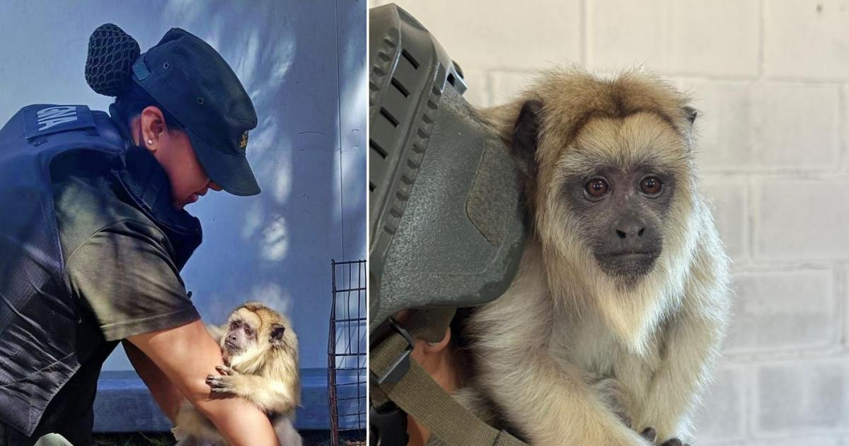 No era Punch- GNA rescatoacute un mono carayaacute en cautiverio en el Barrio Puerta de Hierro