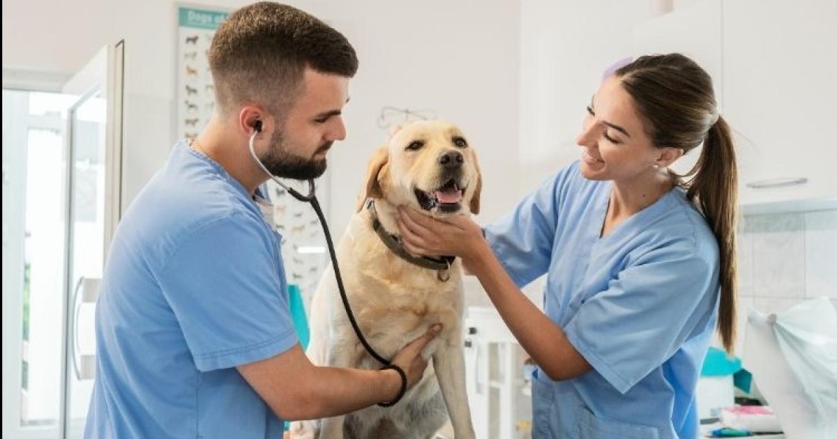 Tres de cada 4 duentildeos de mascotas necesitan mejores consejos para prevenir los paraacutesitos