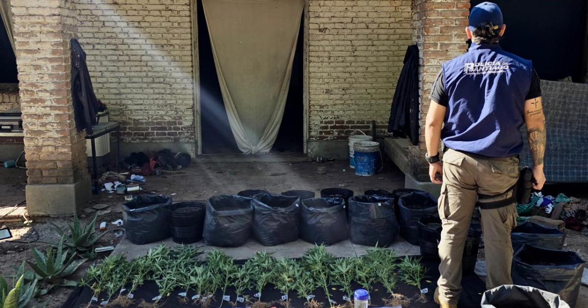 Desarticulan cultivo y venta de marihuana en Monte Quemado