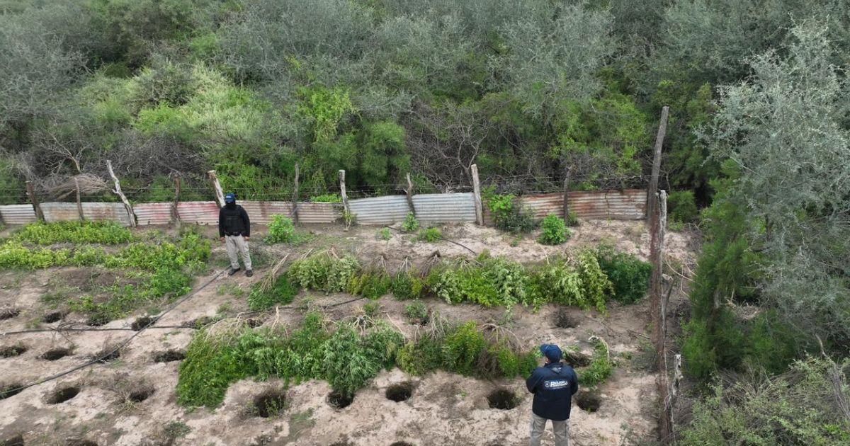 La policiacutea desmanteloacute un centro de cultivo y venta de droga