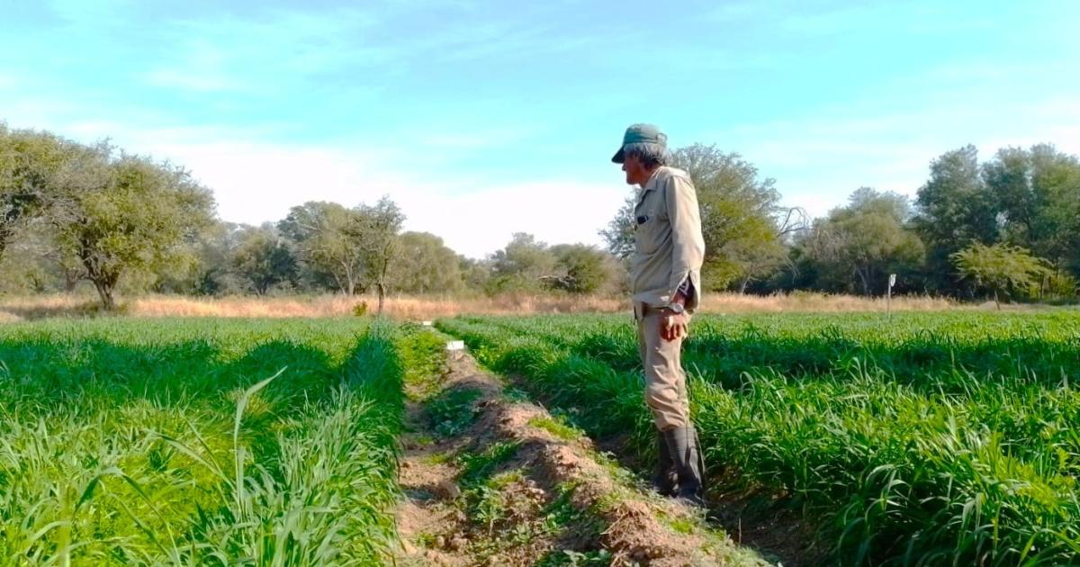 INTA implanta cultivos de servicio para cubrir bache forrajero invernal