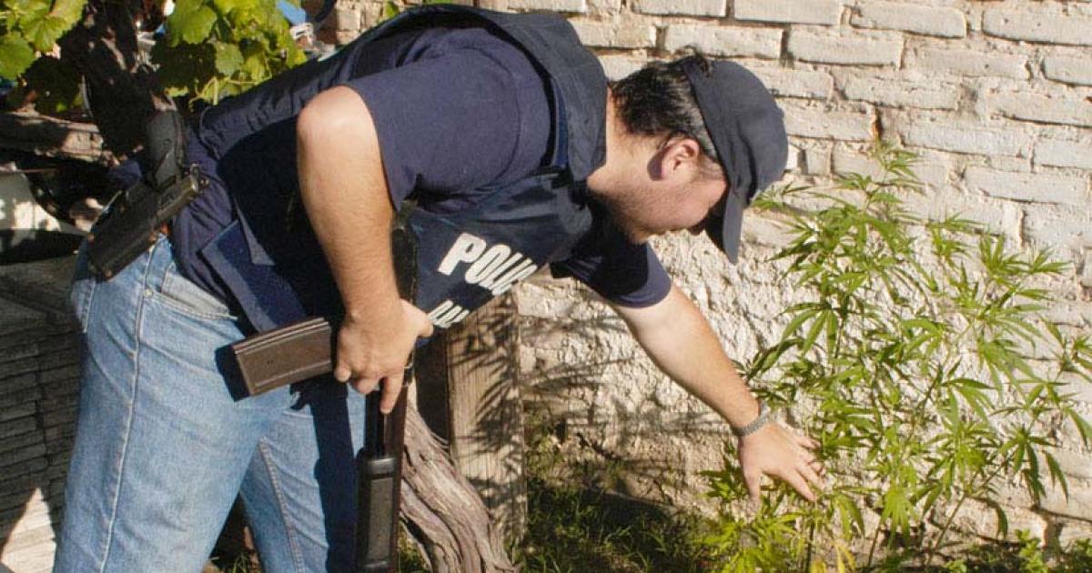 Descubren cuatro plantas de marihuana en allanamiento por un intento de homicidio 