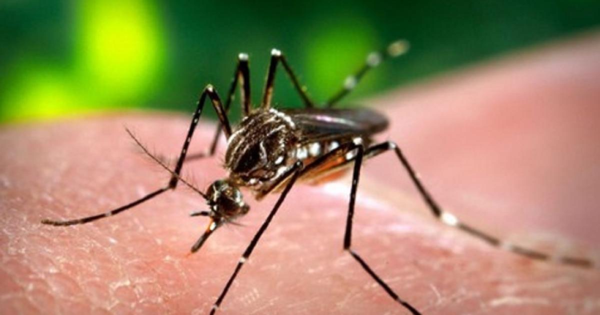 Confirman nuevos casos de chikungunya en Tucumaacuten y refuerzan el alerta sanitario