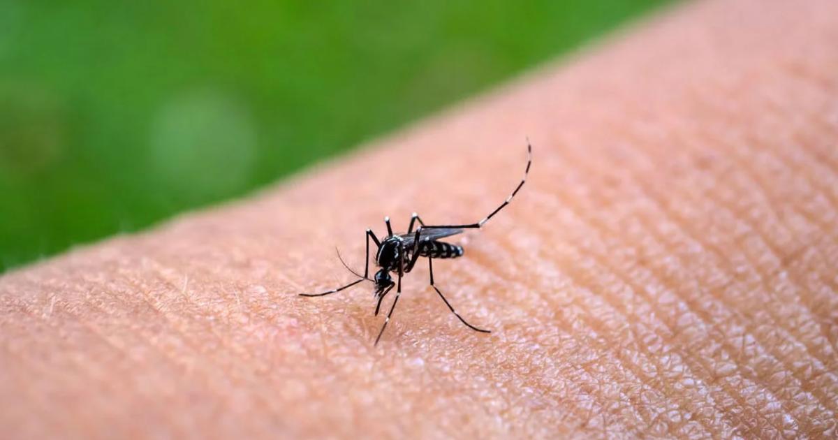 Tres nuevos casos de Chikungunya en Santiago del Estero