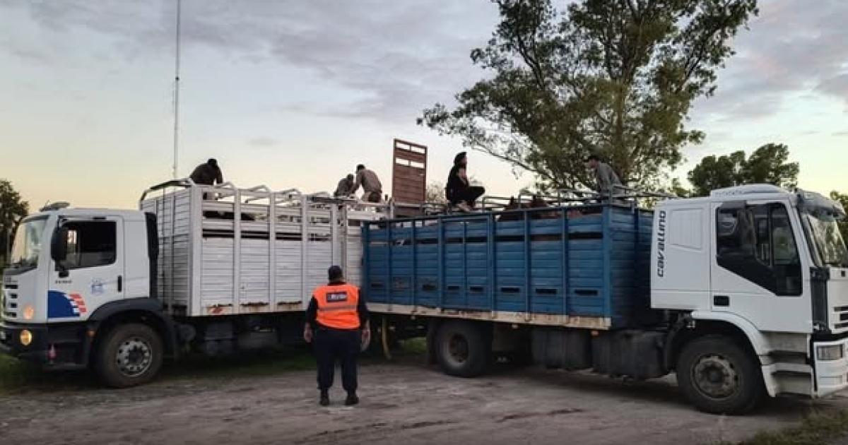 Secuestran 25 caballos y un camioacuten por tener los papeles con anomaliacuteas