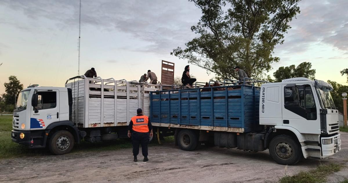 La Policiacutea secuestra 25 caballos y un camioacuten en operativos de prevencioacuten