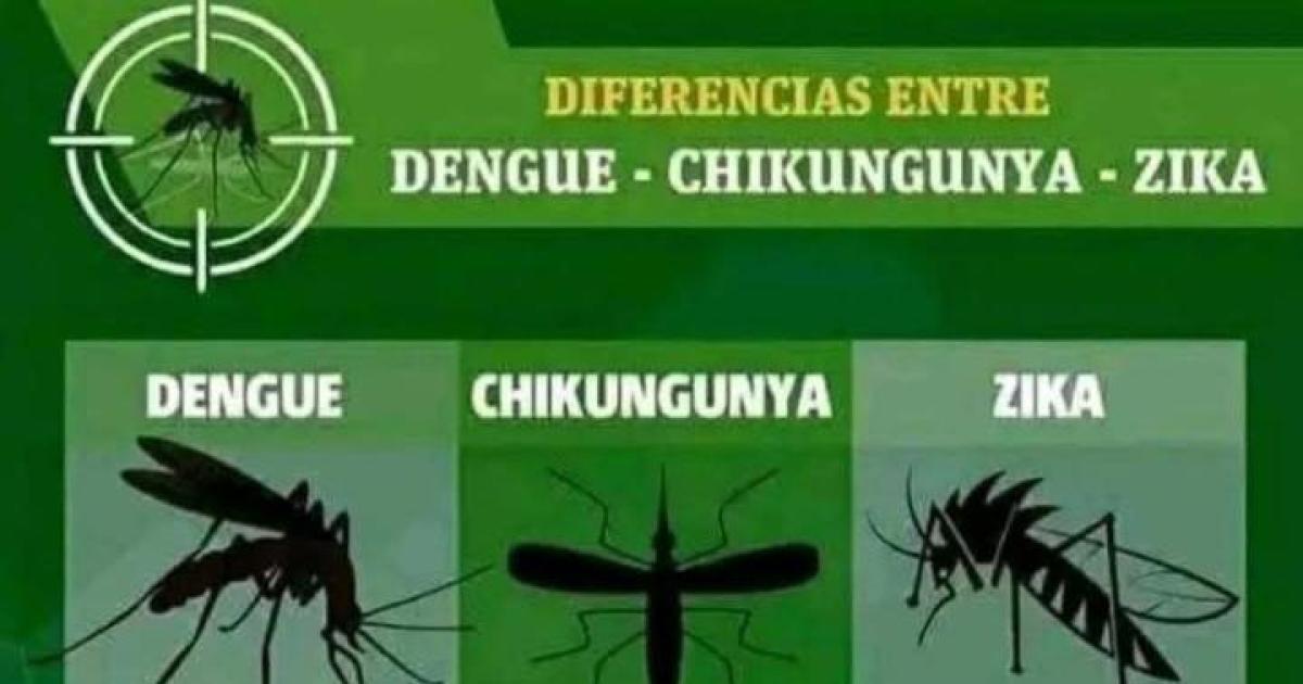iquestCuaacutel es la diferencia- coacutemo saber reconocer un cuadro de dengue chikungunya y zica
