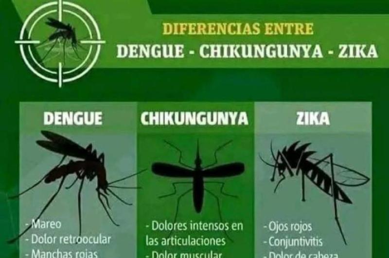 iquestCuaacutel es la diferencia- coacutemo saber reconocer un cuadro de dengue chikungunya y zica