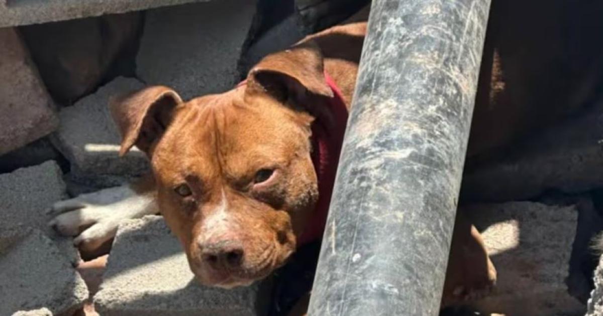 Un nintildeo y su madre resultaron heridos tras el ataque de un perro pitbull