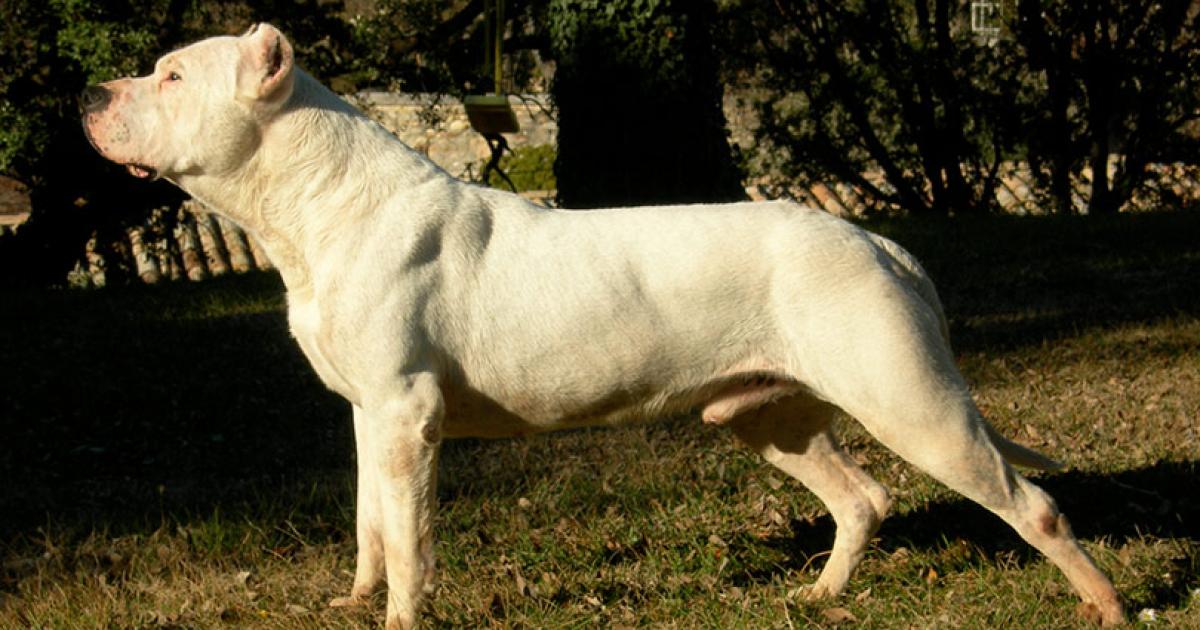 Dogo argentino Foto ilustrativa