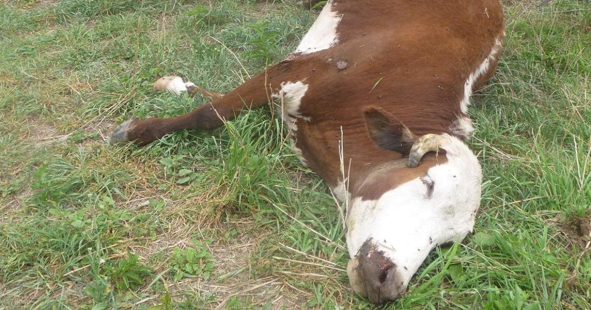 Abigeato Foto de archivo