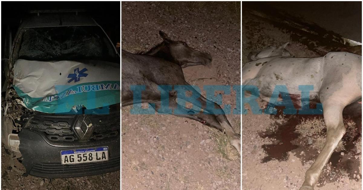 Daños en la ambulancia y animales muertos