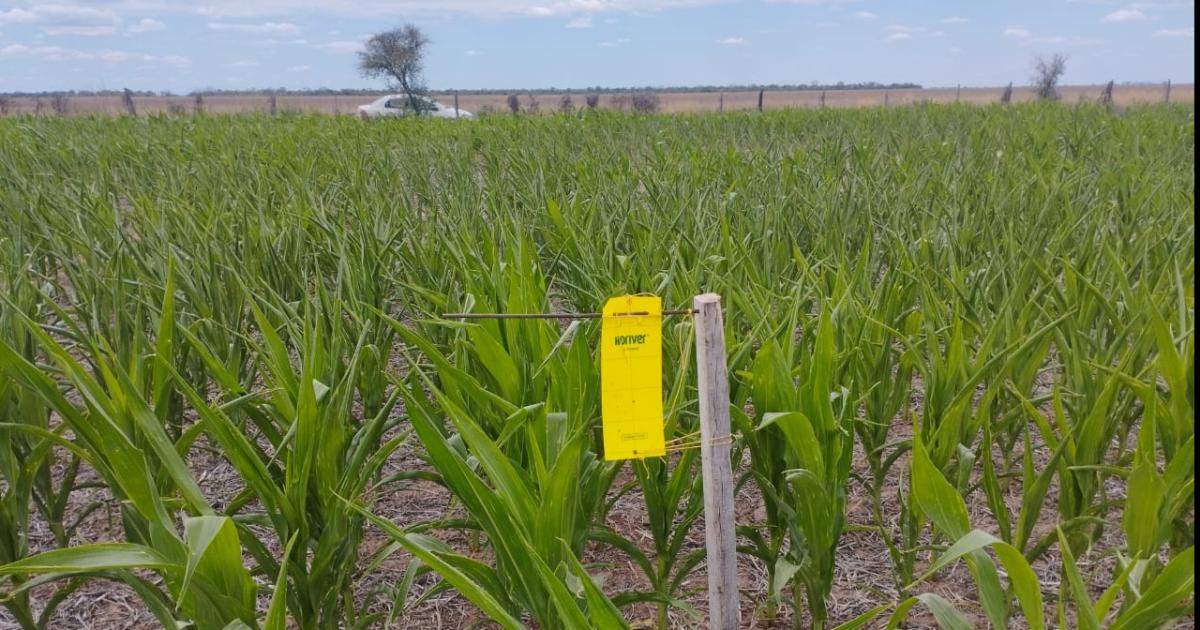Advierten por aumento de la presencia de chicharritas en el maiacutez