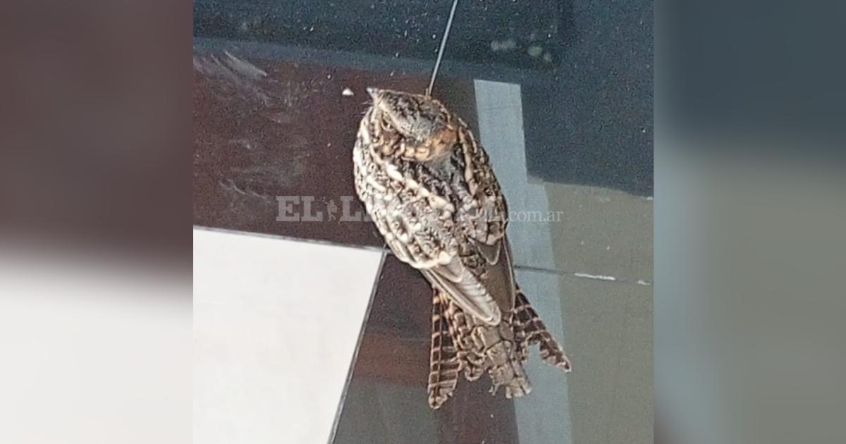 Sorpresa en el Arzobispado- hallaron una yanarca en pleno centro santiaguentildeo