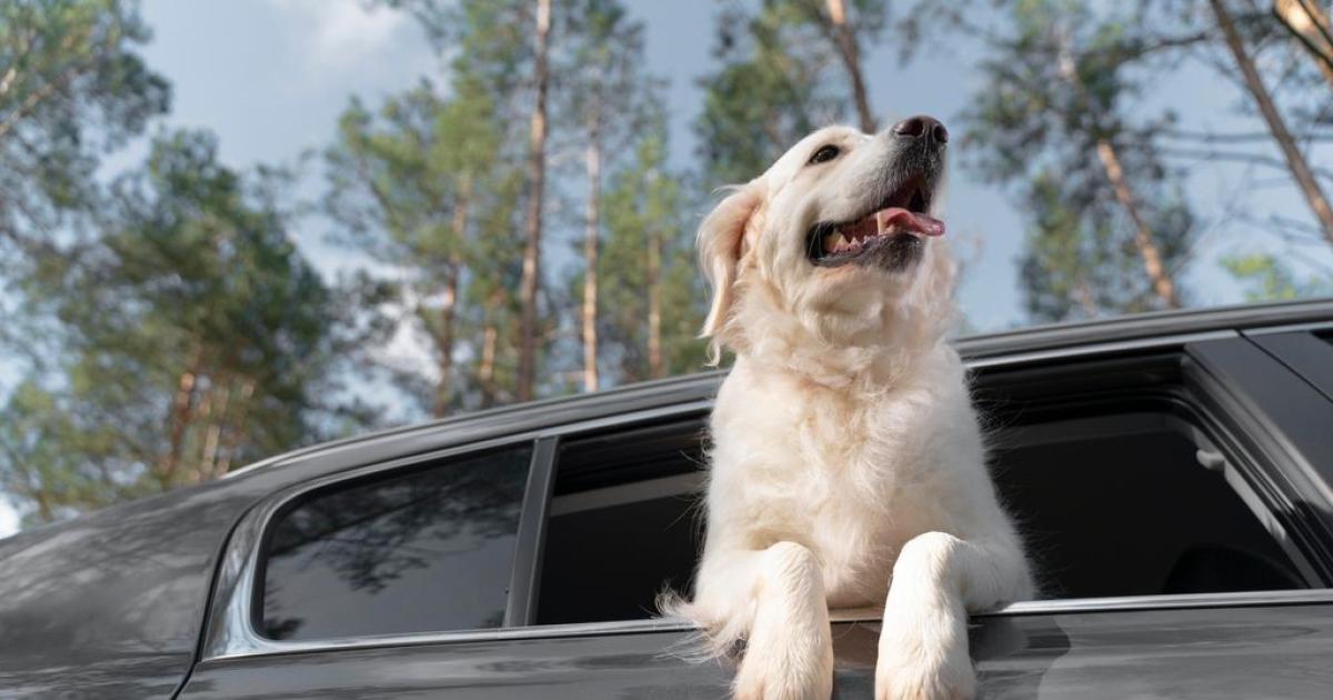 Si vas a viajar con tus mascotas debes tener presente los consejos de los profesionales