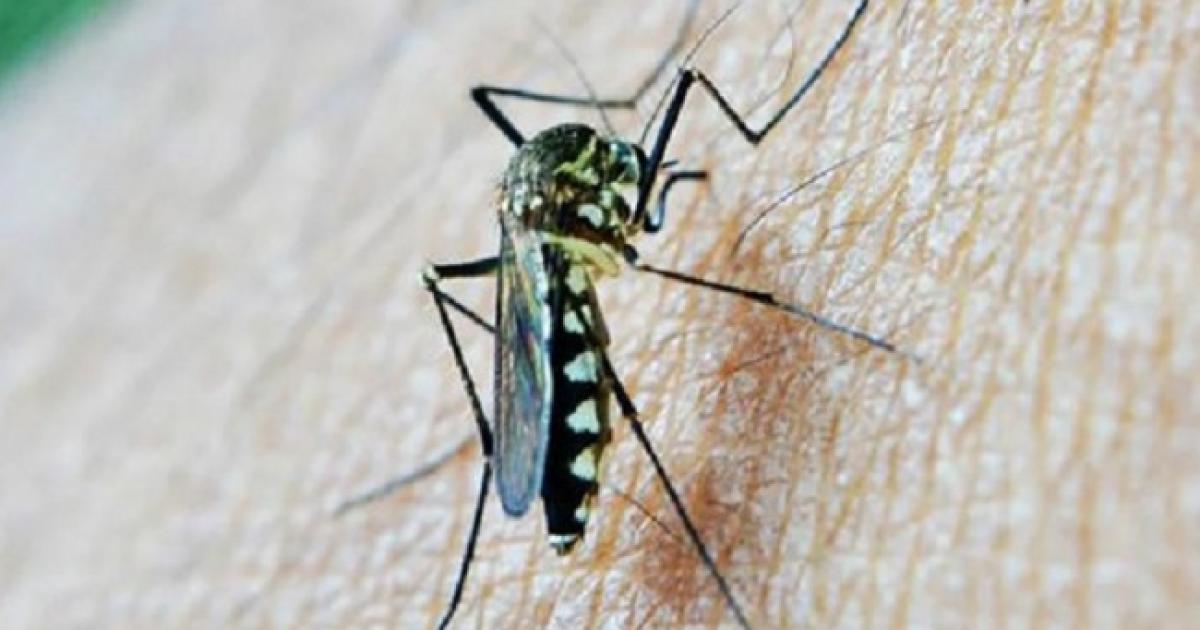 Tucumaacuten registra 93 casos de chikungunya y refuerza la vigilancia epidemioloacutegica