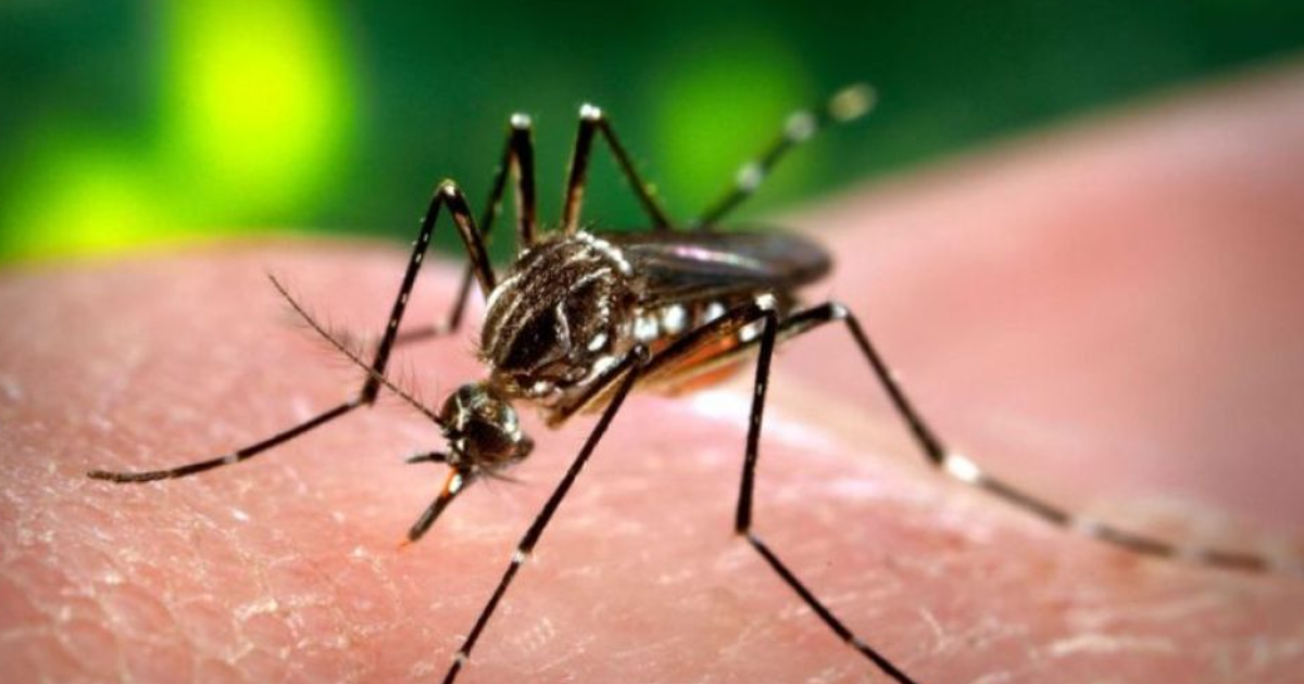 Alerta por el aumento de casos de chikungunya- Santiago del Estero entre las provincias maacutes afectadas