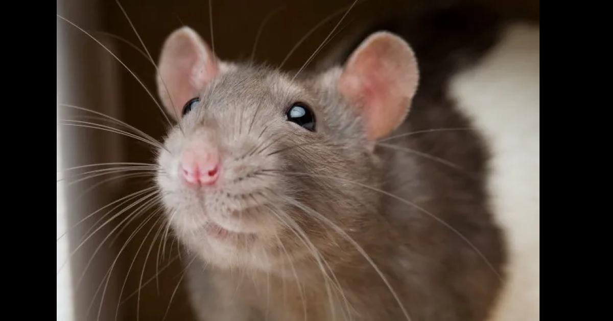 De terror- una mujer denuncia que encontroacute una rata dentro de una caja de chocolatada