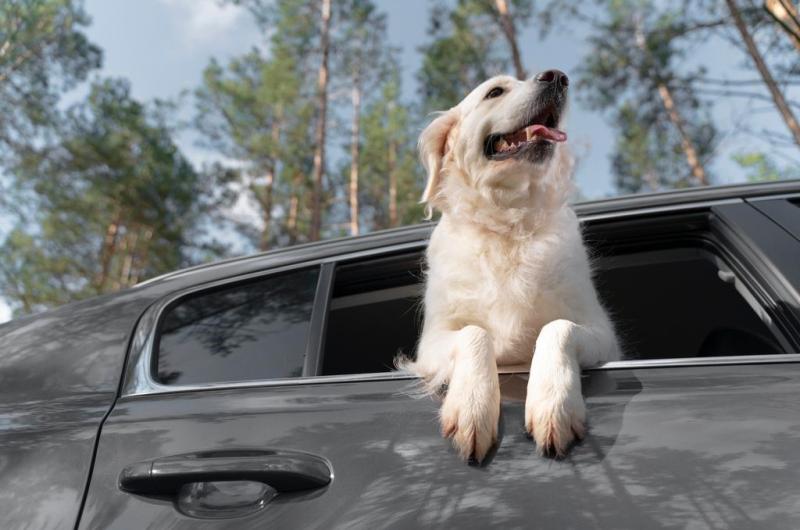Si vas a viajar con tus mascotas debes tener presente los consejos de los profesionales