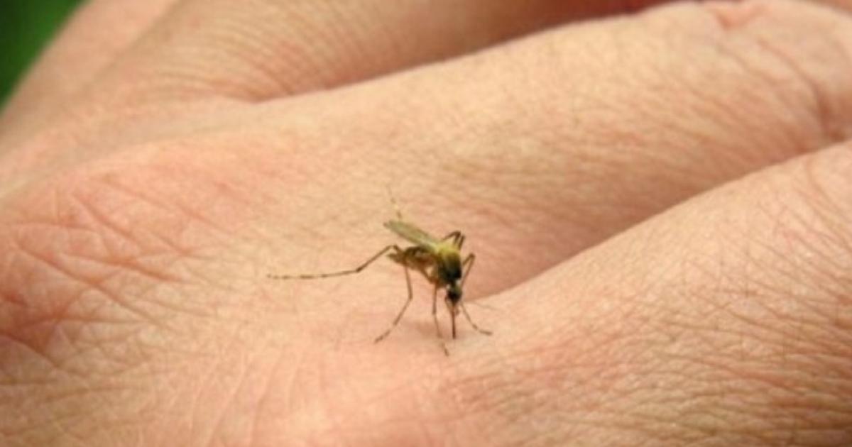 Alerta en el paiacutes por el aumento de casos de chikungunya