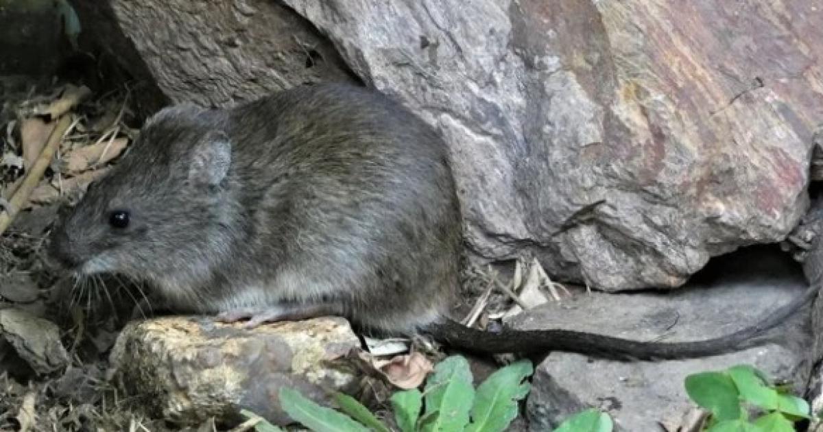 Foto- Agencia NA (redes)