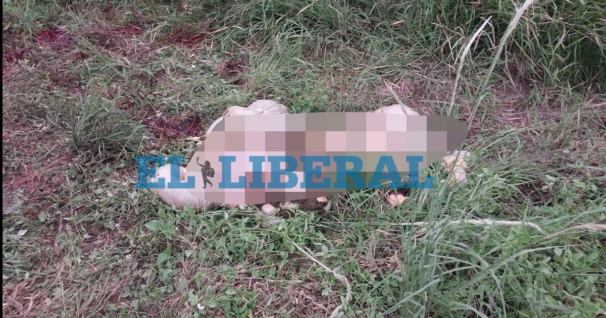 La dueña de los animales encontró vísceras en un camino rural