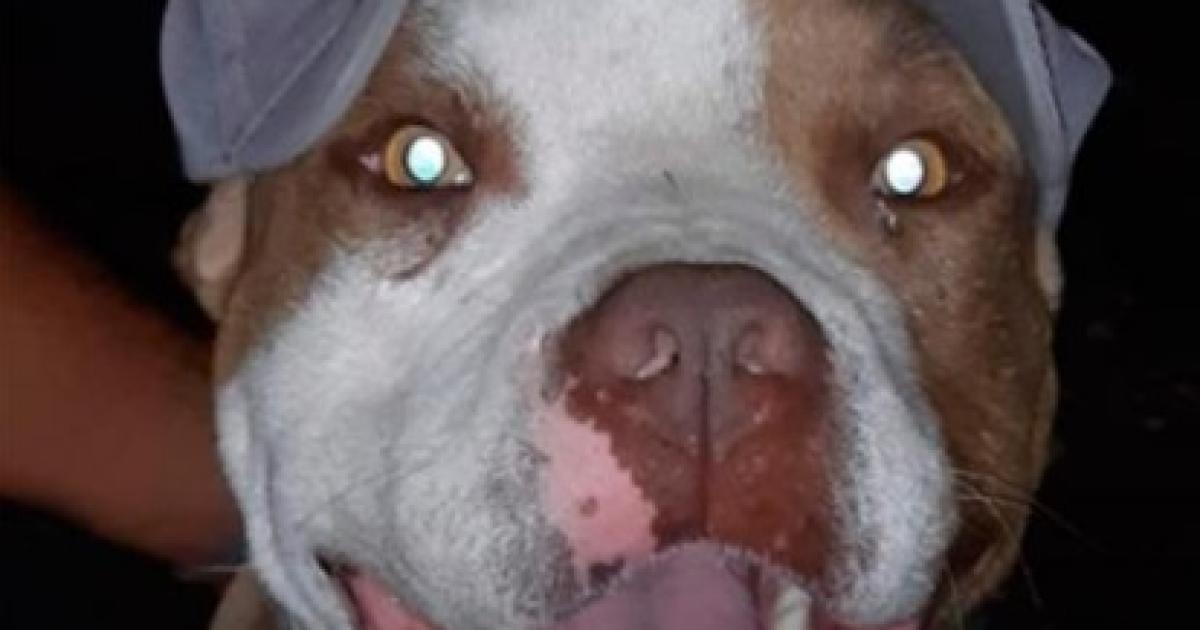 Amenazan de muerte a familia de Kaacuteiser el perro Pitbull que atacoacute a un delincuente