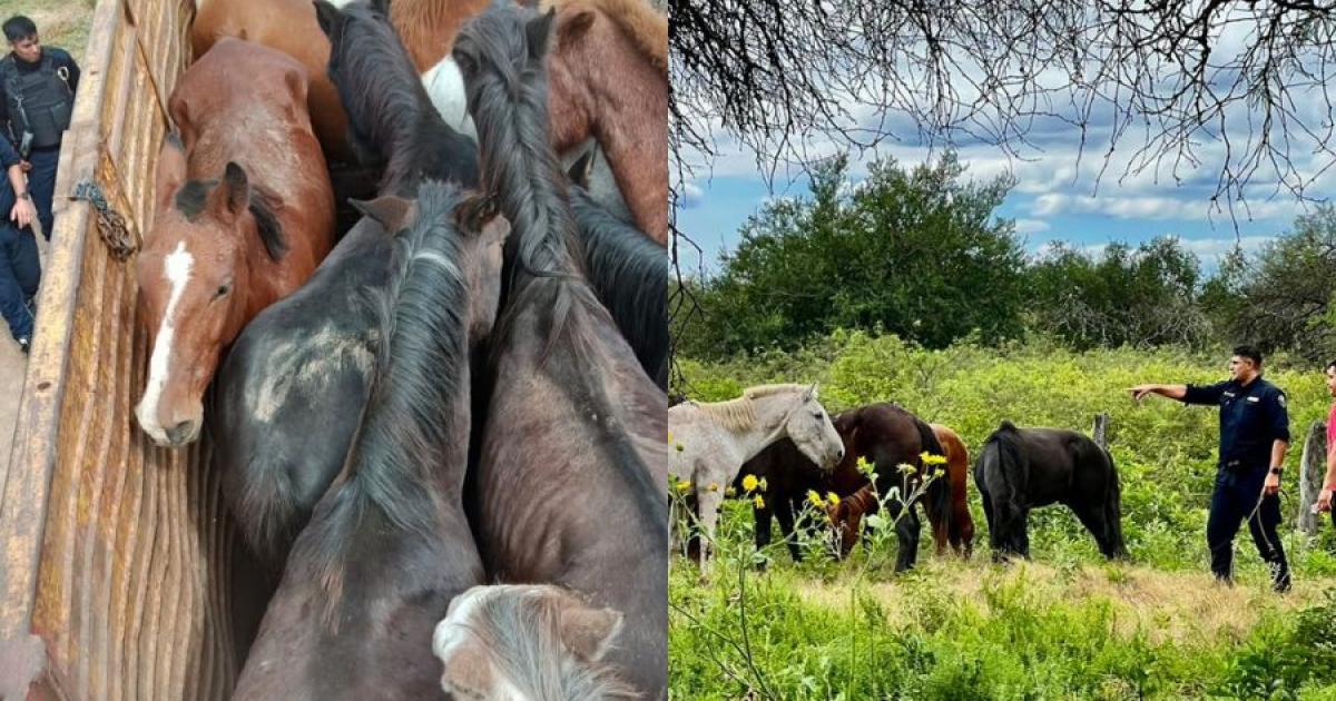 Secuestran 13 caballos en Guampacha por irregularidades en su traslado