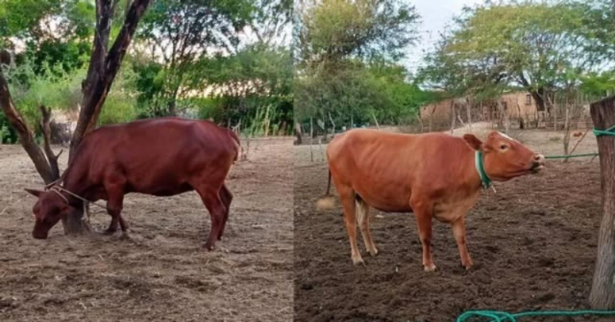 Se hicieron pasar por duentildeos y vendieron ganado robado
