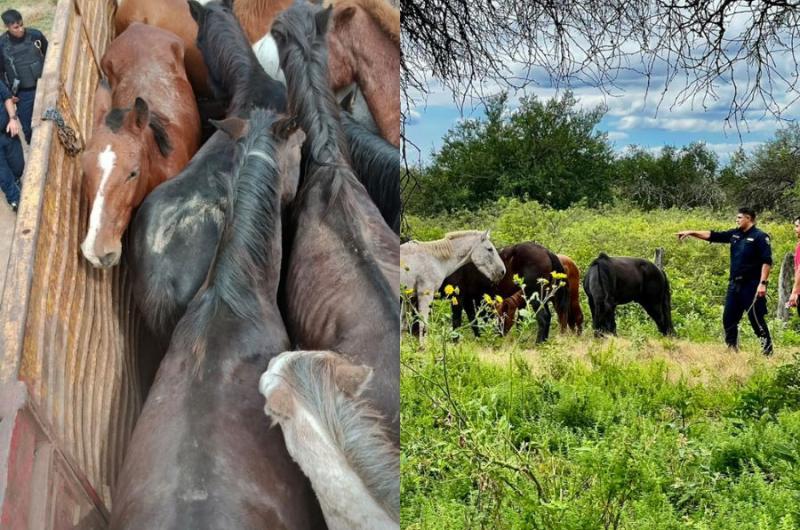 Secuestran 13 caballos en Guampacha por irregularidades en su traslado