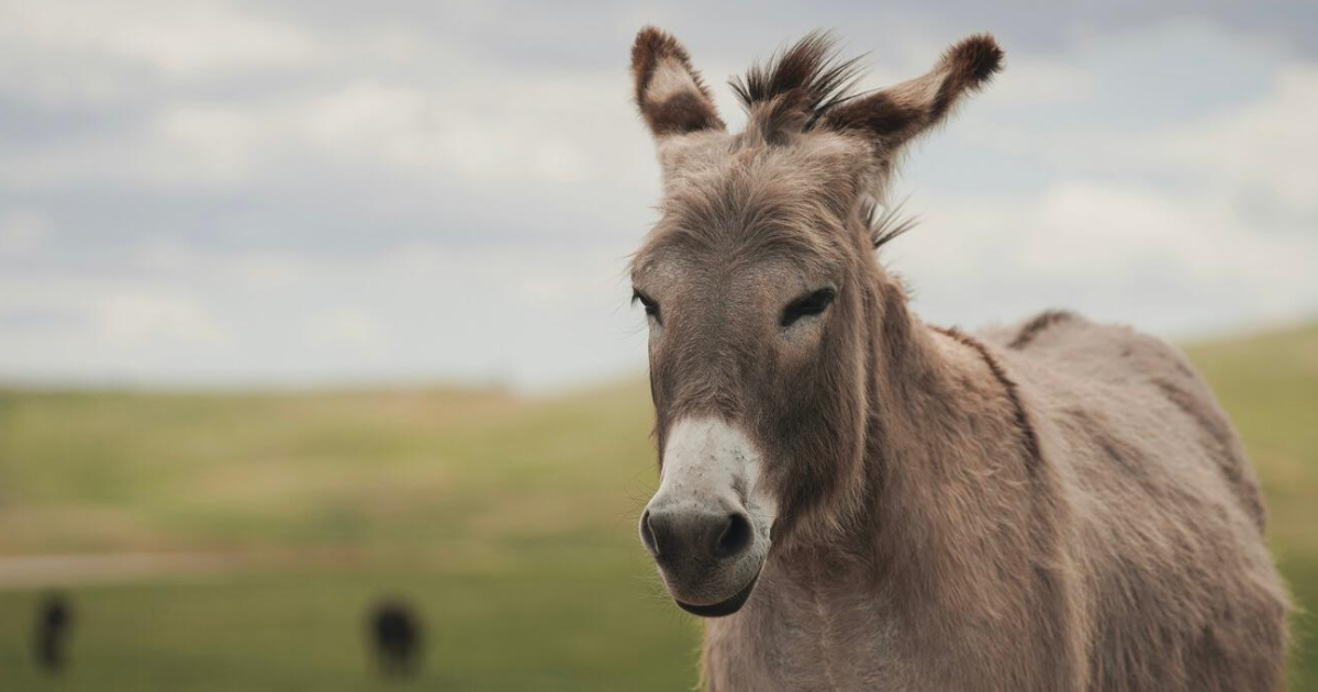 Crisis y poleacutemica- una carniceriacutea comenzoacute a vender carne de burro y encendioacute el debate por el precio y aporte nutricional