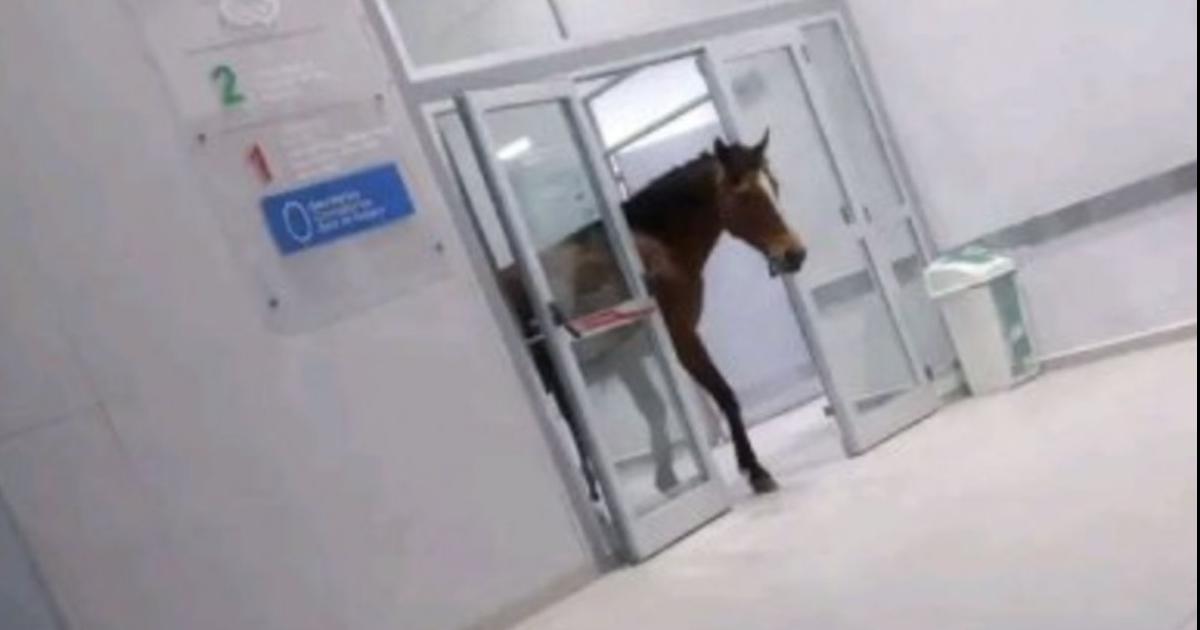 Insoacutelito- En La Banda un caballo intentoacute ingresar a un hospital y sorprendioacute a todos