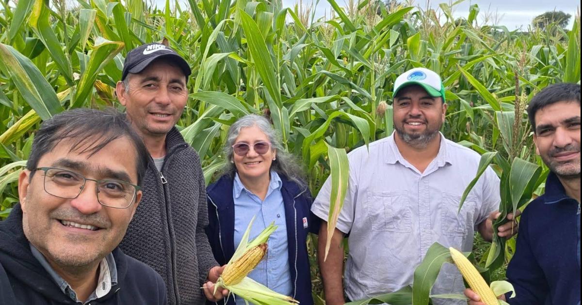 Resaltan que producir forraje es clave para la ganaderiacutea en Choya