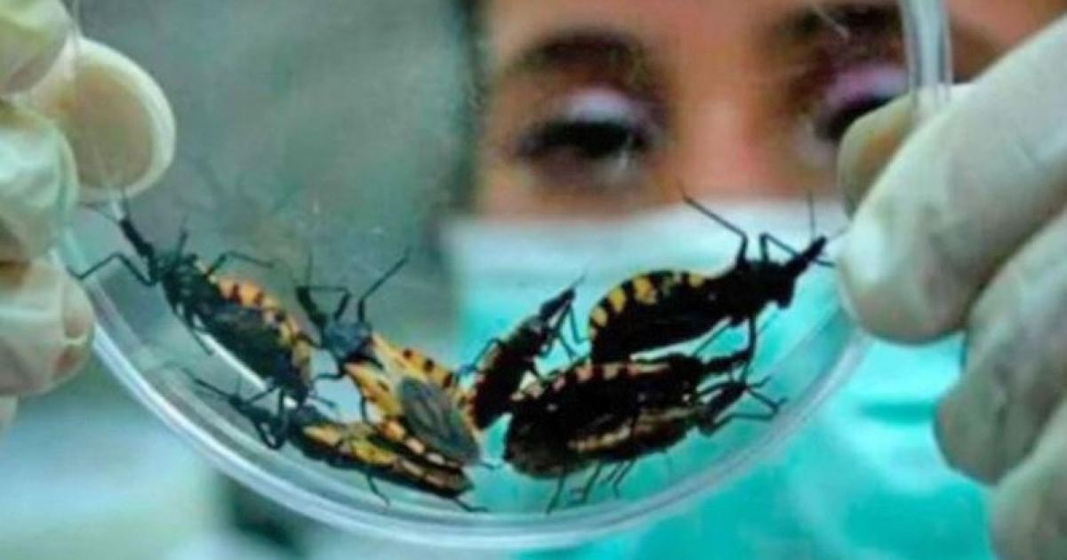 Semana por una Argentina sin Chagas- actividades del 14 al 17 de abril