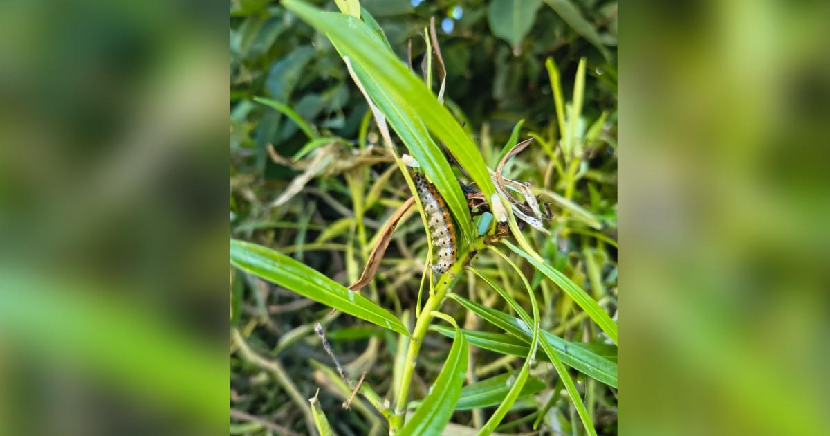 Plaga en aacuterboles- piden podas sanitarias y habilitan un nuacutemero para solicitar asistencia
