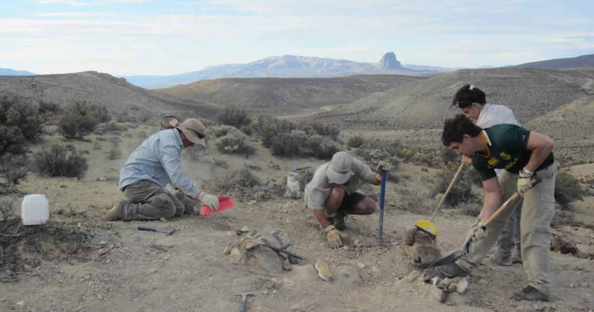 Bicharracosaurus dionidei el nuevo dinosaurio fue identificado por un equipo internacional de paleontólogos (MEF Chubut)