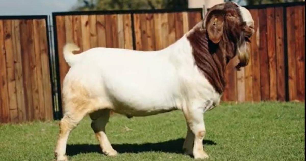 Tres sujetos robaron 17 cabras y 3 de ellas no pasaron del mediodiacutea en Donadeu