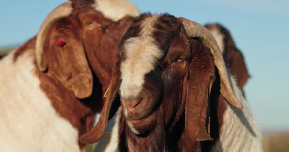 Tres sujetos robaron 17 cabras y 3 de ellas no pasaron del mediodiacutea en Donadeu