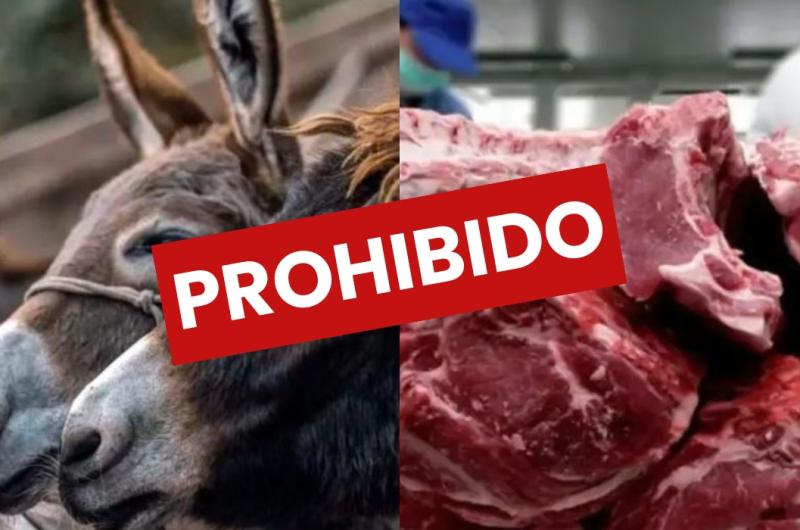 iquestSe vende carne de burro en Santiago Pro Carne lo descartoacute y advirtioacute sobre riesgos sanitarios