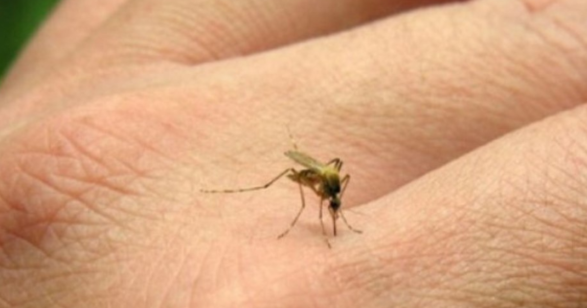 Sigue la alerta por la fiebre chikungunya- 47 nuevos casos en Santiago del Estero