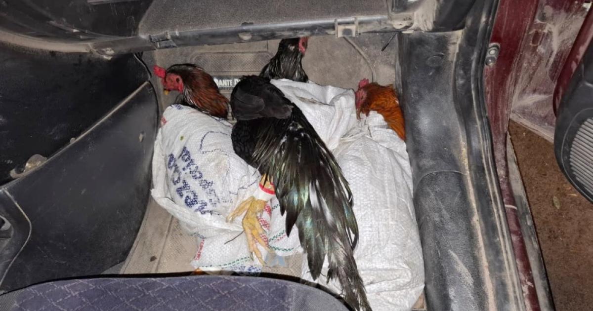 Personal de Gendarmeriacutea Nacional rescatoacute a ocho gallos destinados a la rintildea