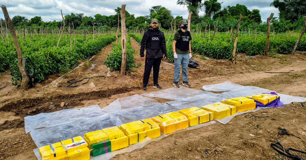 La droga estaba oculta en una zanja cubierta de yuyos en una plantación de tomates (Foto- Gendarmería Nacional)