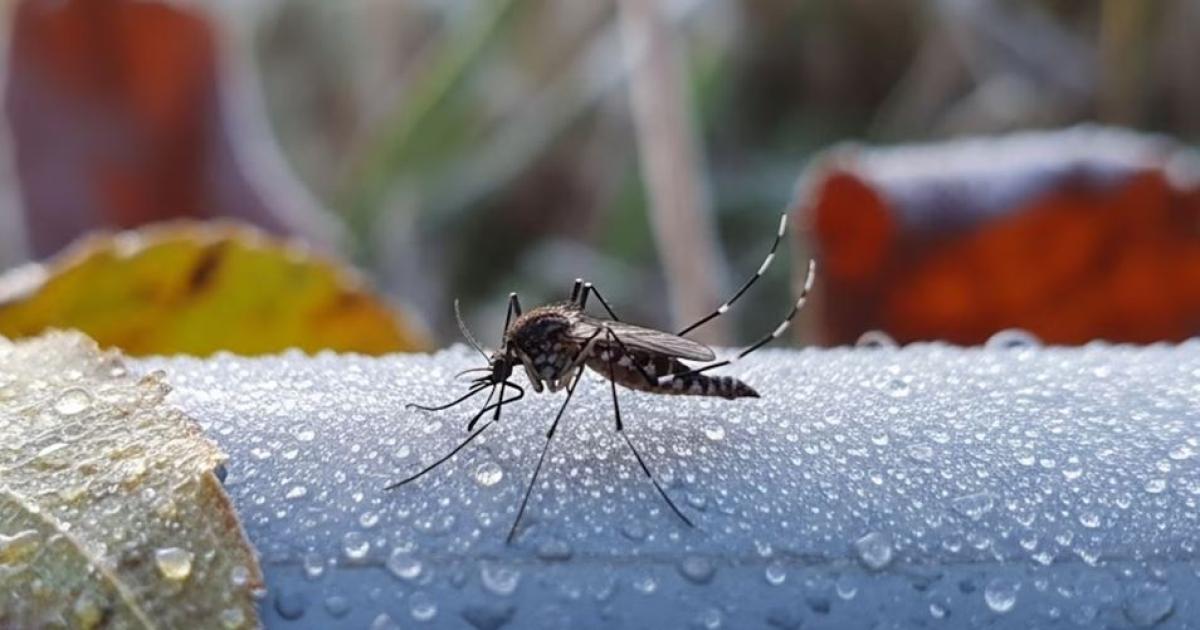 Nuevos contagios en Tucum�n- Foto- chikungunya