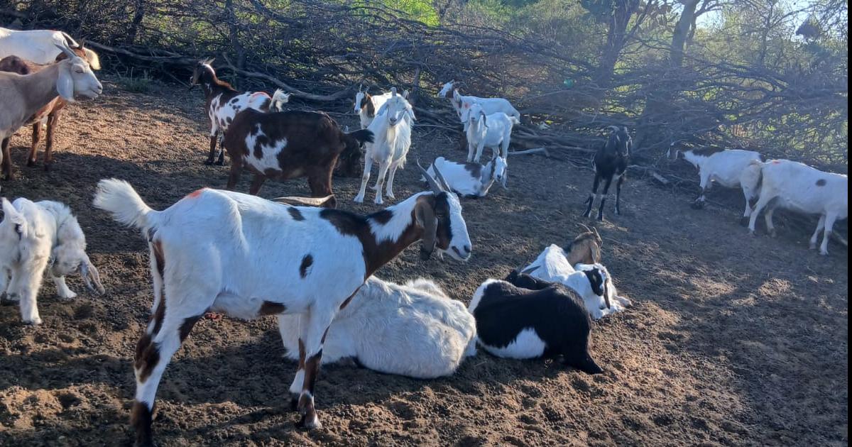 Mujeres pastoras en los bantildeados santiaguentildeos