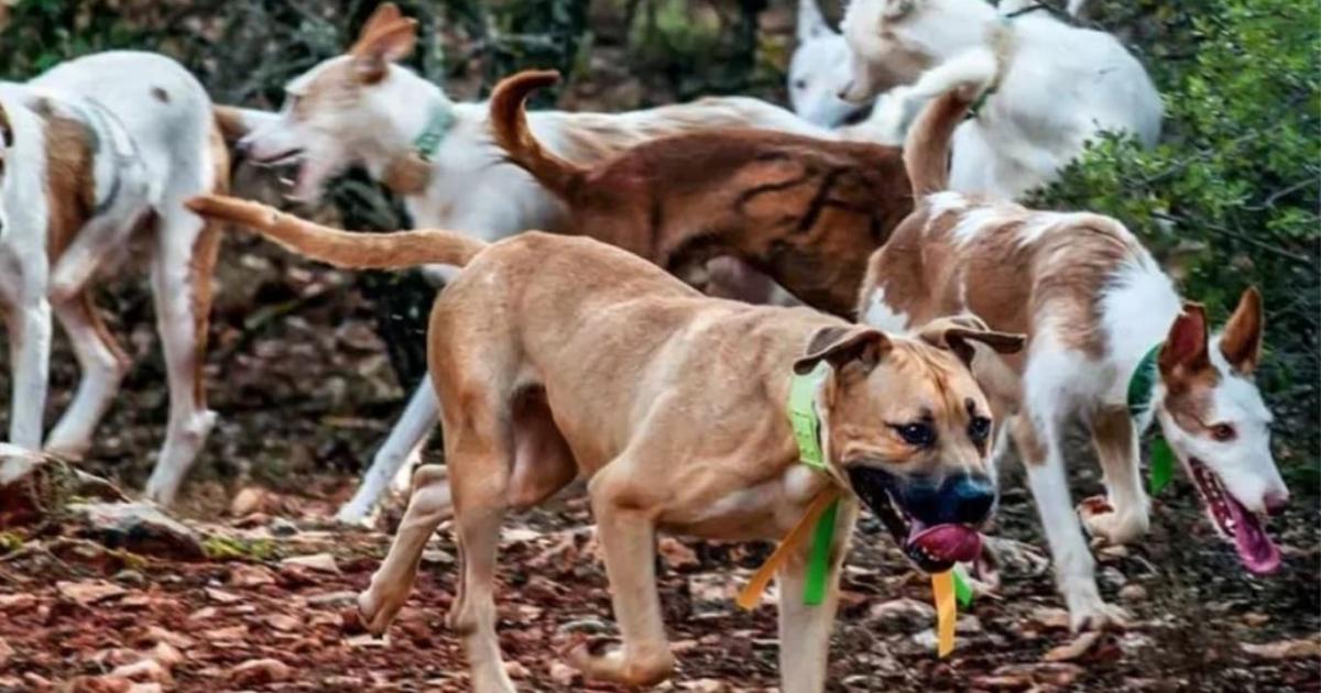 Foto- X@LosAndesDiairo