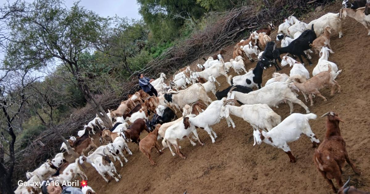 Mujeres pastoras en los bantildeados santiaguentildeos