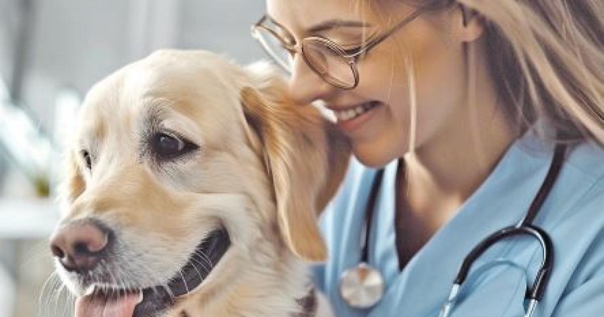 Bienestar animal- los cuidados clave para perros y gatos ante la llegada del friacuteo