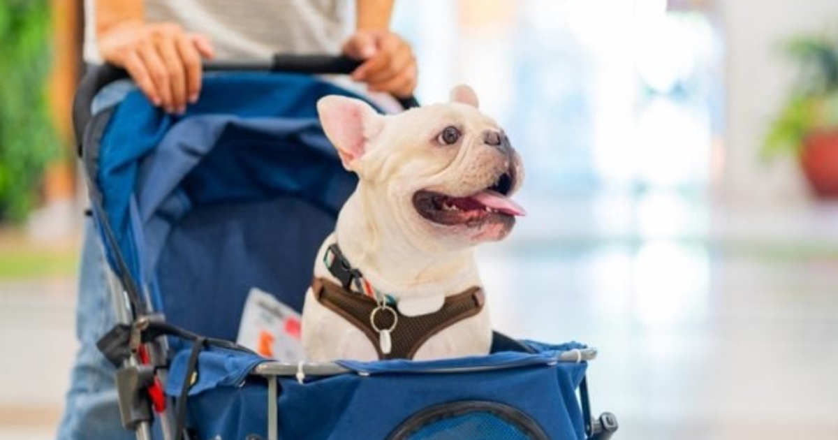 Diacutea del Animal- cada vez maacutes personas tratan a sus mascotas como si fueran humanos