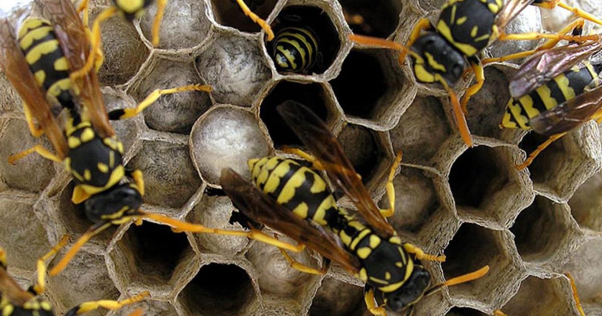 Conmocioacuten- un hombre murioacute tras el ataque de avispas chaquetas amarillas