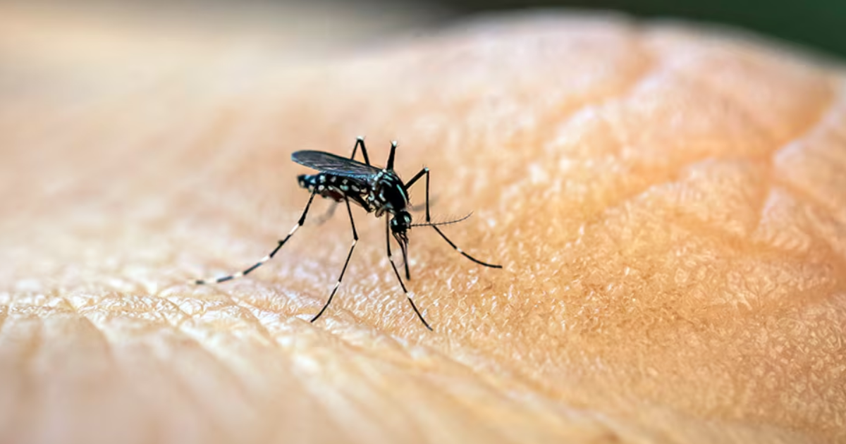 Vuelven a aumentar los casos de Fiebre Chikungunya- en Santiago del Estero ya suman 63 los positivos 